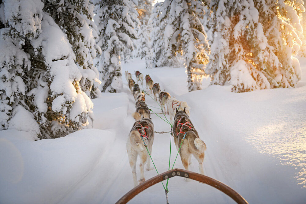 Zweden lapland honden slee tocht