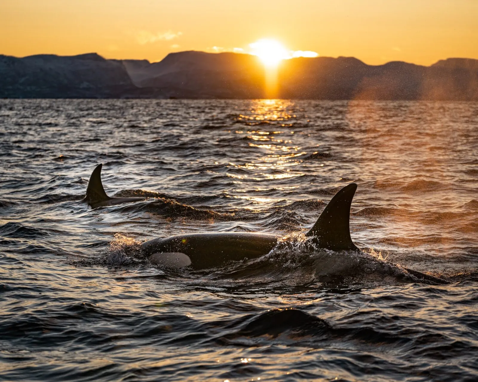 orka-zee-zonsondergang.jpg