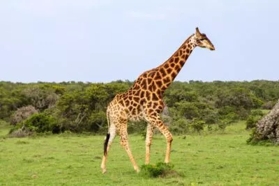 Giraffe in de Amakhala Game Reserve, Zuid-Afrika.