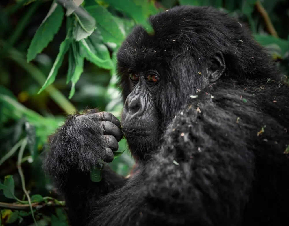 berggorilla-hoogtepunt-rwanda