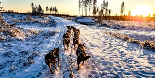 finland-hoogtepunt-huskies-zonsopgang