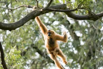 Gibbon Met Baby Slingeren