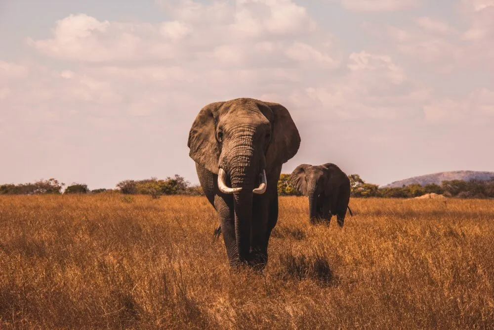 Olifant in de savanne in Zuid-Afrika