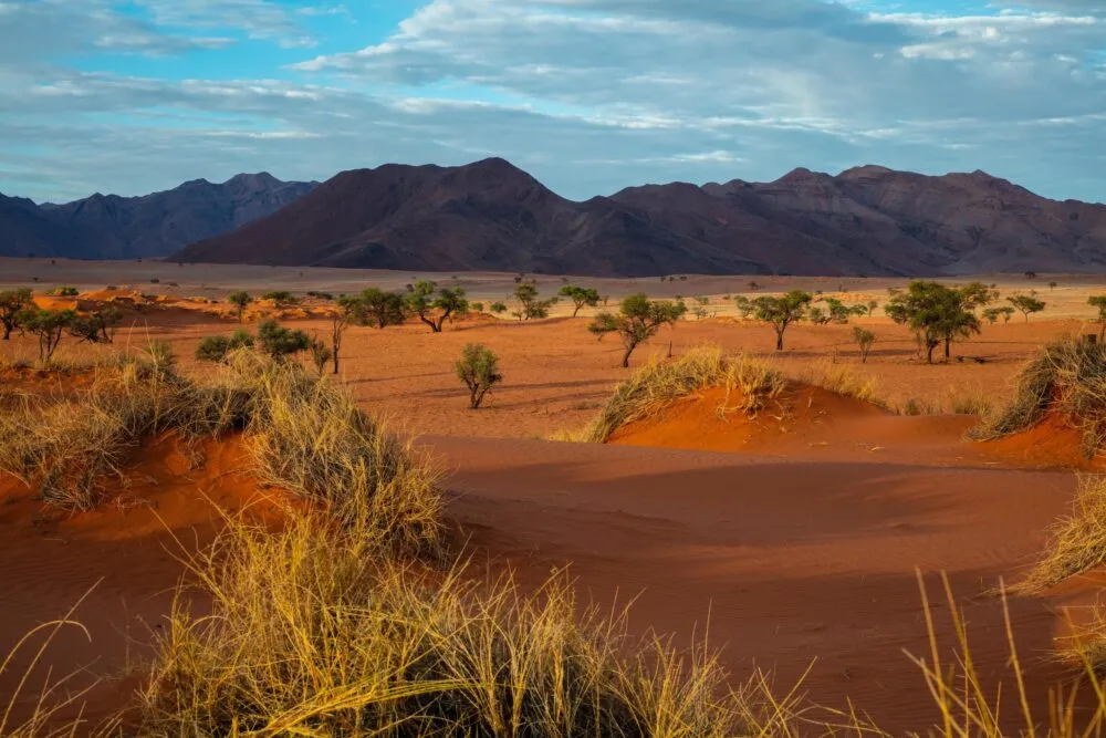 Woestijn met gras en bergen in Namibië