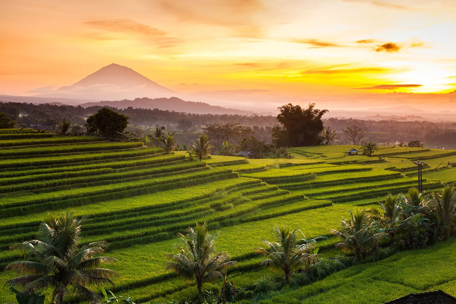 Indonesië bali rijstvelden groen gele lucht