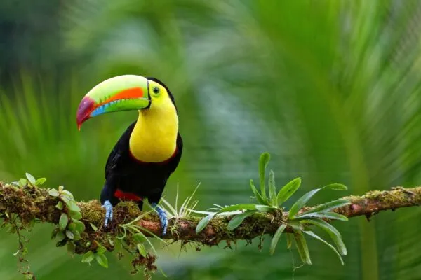 Toekan Costa Rica Links