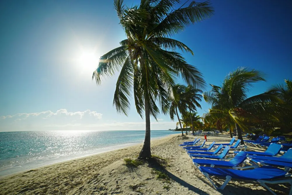 Bahamas Strand Palmboom Strandbed