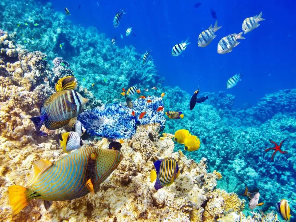 Duiken of snorkelen Costa Rica