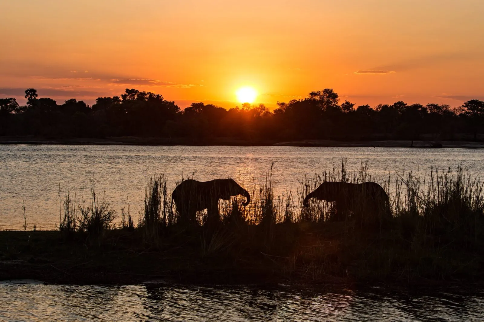 Olifanten bij een meer met zonsondergang in Afrika