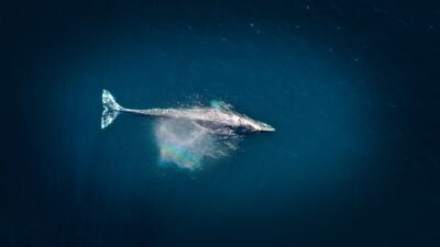 Walvis bij Costa Rica
