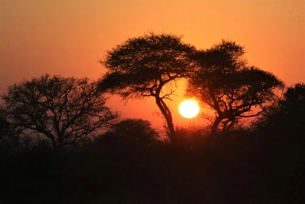 Krugerpark Zuid Afrika Zon