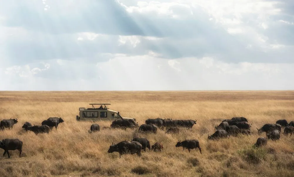 Vrouw in auto bekijkt buffalos op de savanne