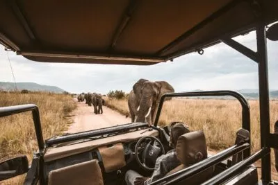 Safari chauffeur in Zuid-Afrika