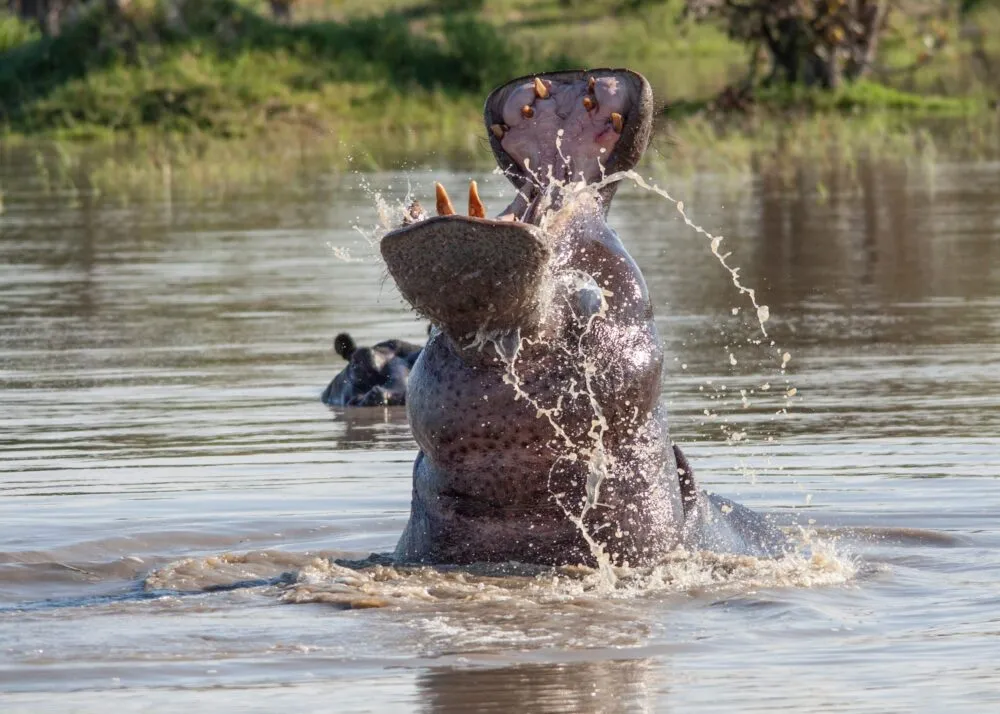 botswana-khwai-nijlpaard