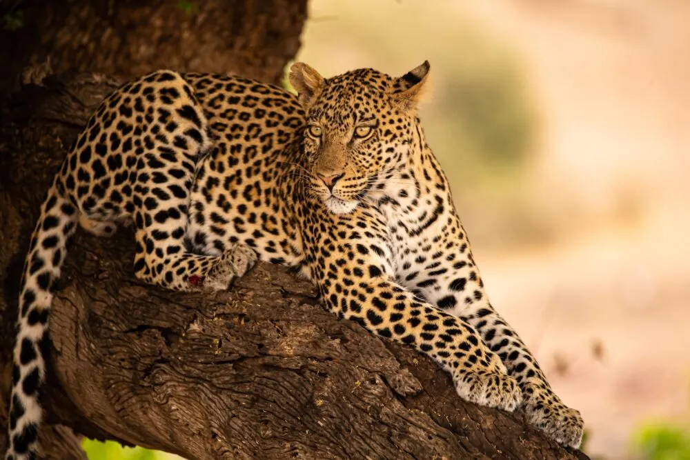 Jachtluipaard in boom in Botswana