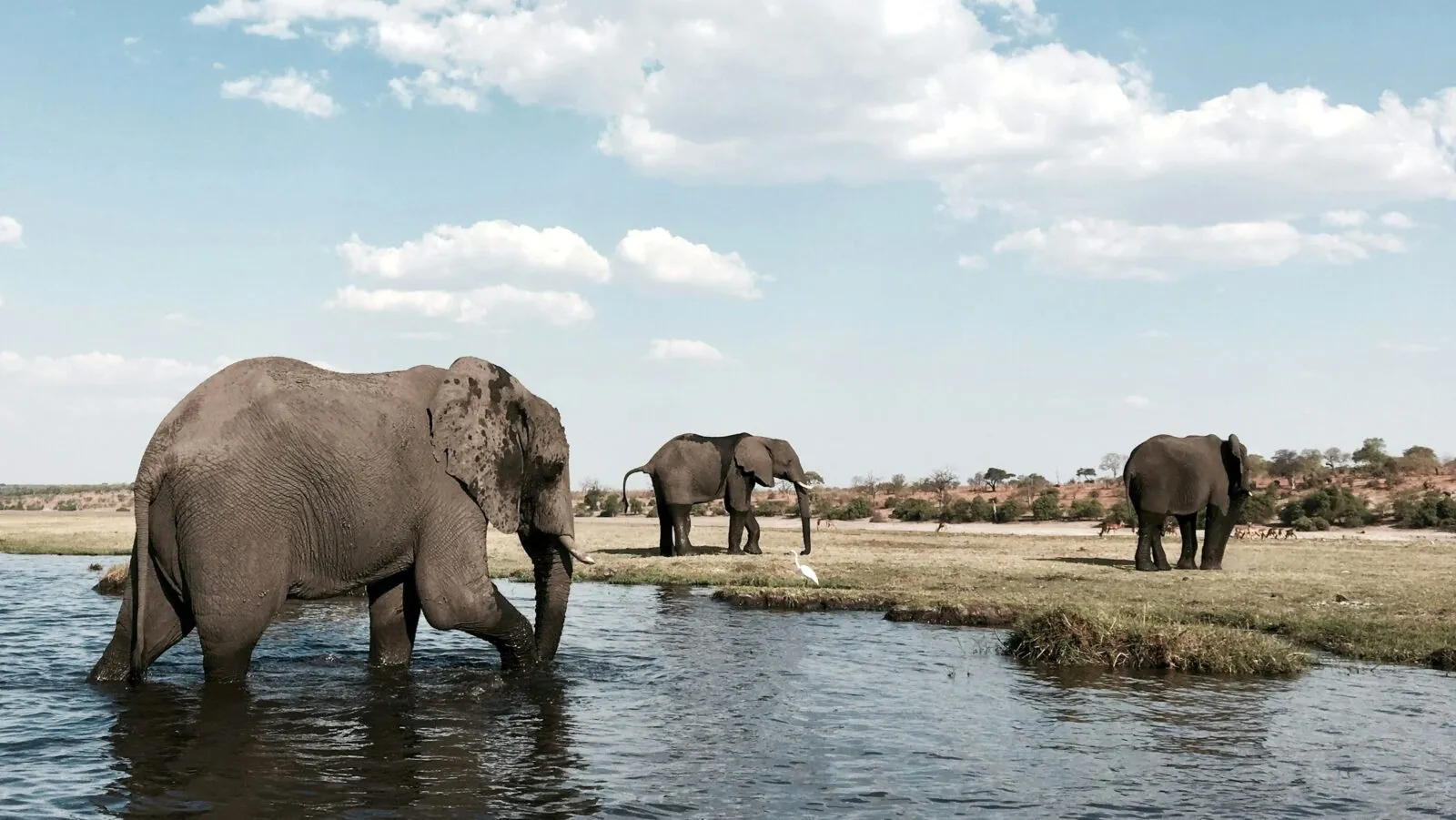 Olifanten in Chobe National Park in Botswana