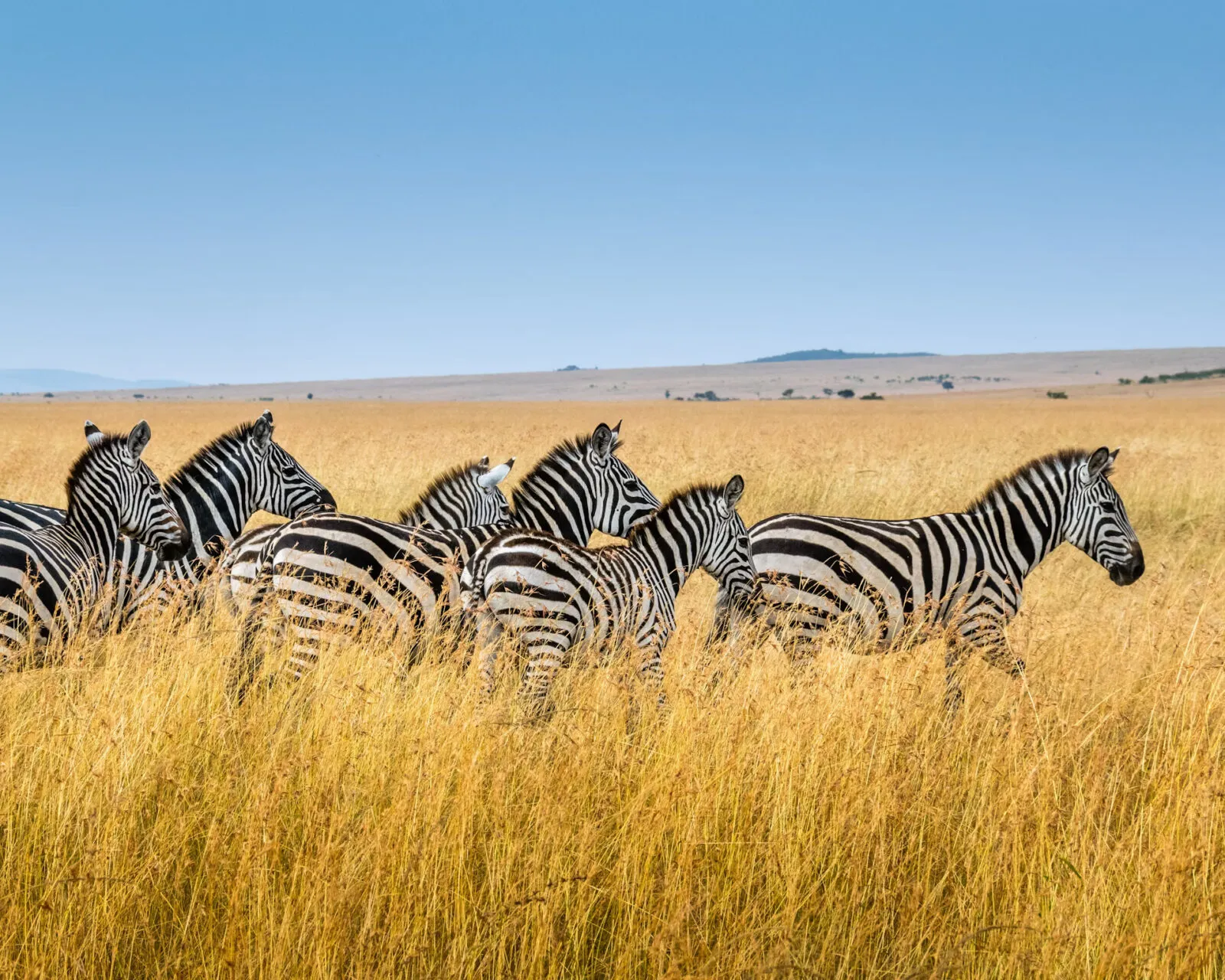 zebras in de steppe