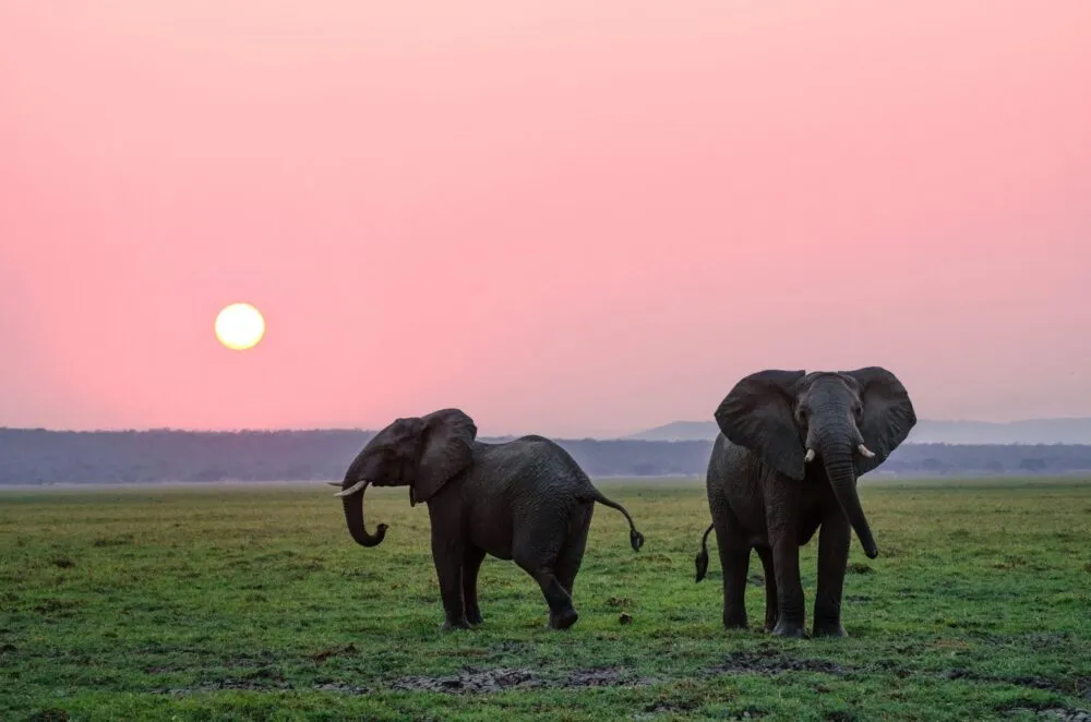 Olifanten in grasveld, Botswana