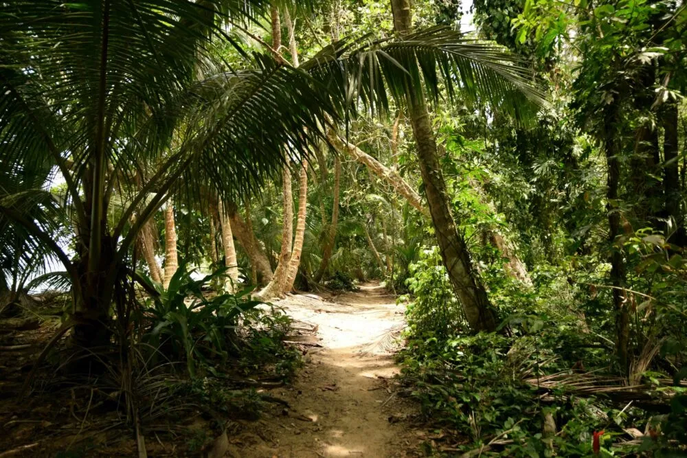 Pad in Tortuguero National Park, Costa Rica