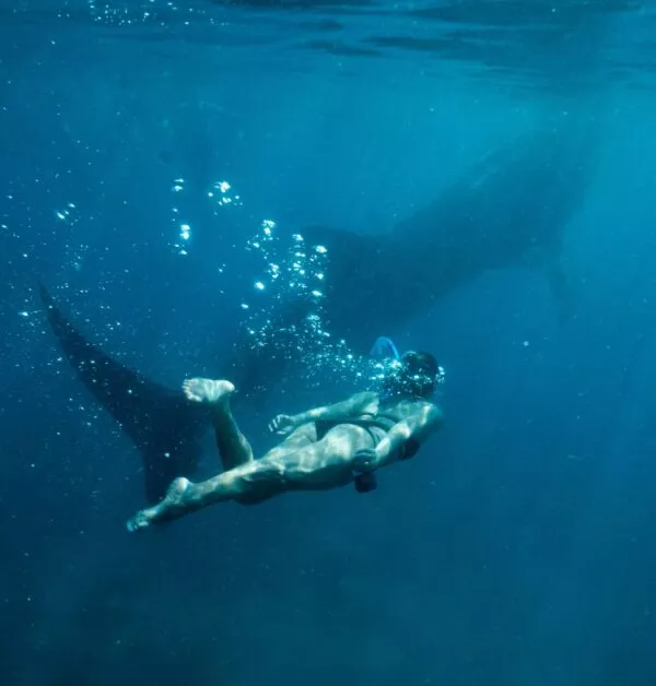 Walvishaai in Mexico