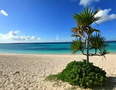 Boompje op Zanpa Beach in Okinawa, Japan