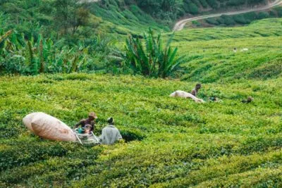werken in theevelden in de cameron highlands van maleisië