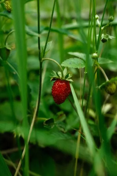 aardbeien oogst