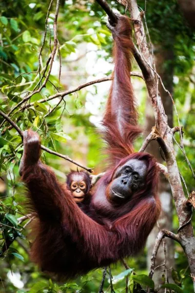 oeran oetang met baby swingend door de groene jungle