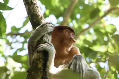 Neusaap in Borneo, Maleisie in de boom