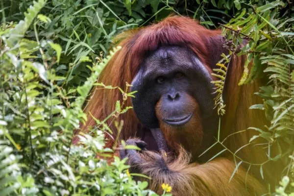 Oerang oetan in het wild omgeven door groene jungle