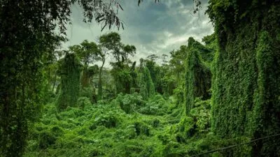mossy forest in borneo, maleisie