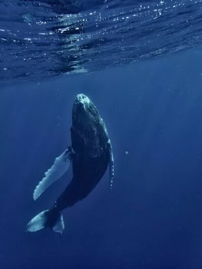 walvis onderwater zwemmend