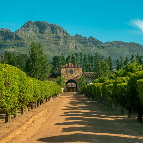 Wijngaard met huis in Stellenbosch, Zuid-Afrika.