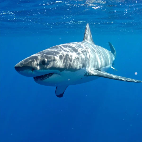 Witte haai zwemt in de zee langs Zuid-Afrika.