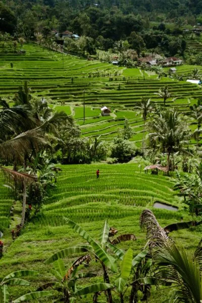 rijstvelden in bali van Jatiluwih