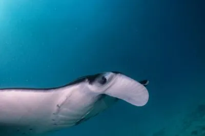 Karang Makassar Rif in indonesie, manta van dichtbij