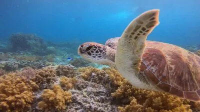 schildpad op gili meno in het koraal