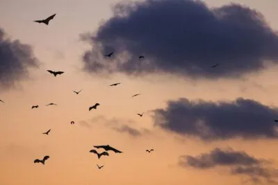vliegende vleerhonden in de komodo eilanden tijdens zonsonderang