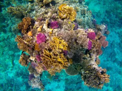 snorkelen batu bolong met koraal