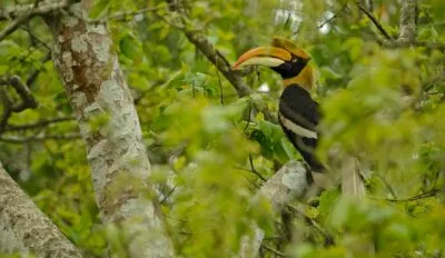 Neushoornvogel in Cambodja in Kirirom National Park