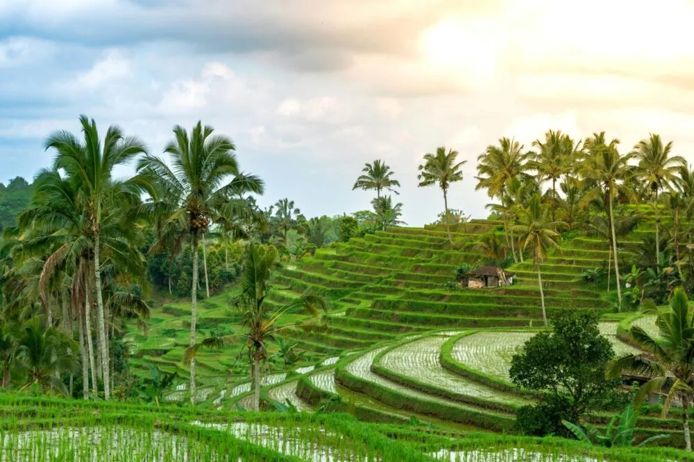 rijstvelden in bali