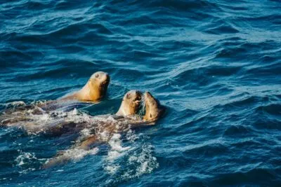 Spelende zeeleeuwen in het water in Mexico