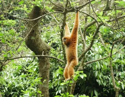 Cuc Phuong Nationaal Park in vietnam met aapje in boom