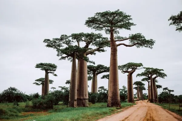 Baobabs Madagaskar