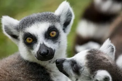 Ringstaartmaki's in Madagaskar.