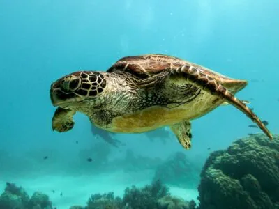 Zeeschildpad bij Isla Coiba, Panama.