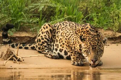 Jaguar drinkt uit de rivier in Pantanal, Brazilië.