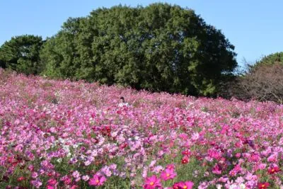 Niels in Uminonakamichi Seaside Park, Fukuoka in Japan.