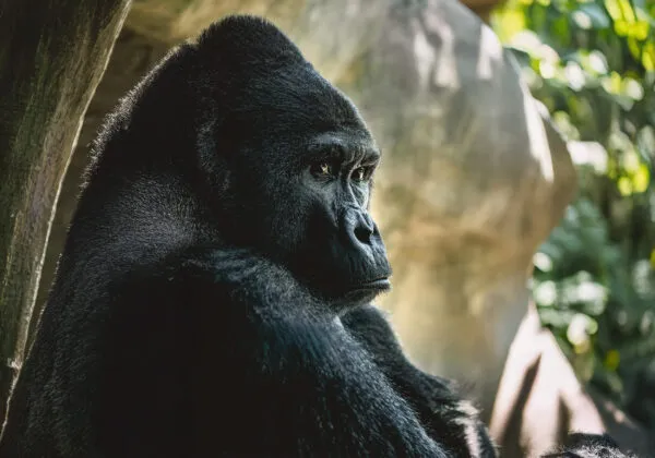 Berggorilla in Volcanoes National Park, Rwanda