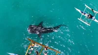 Walvishaai met boten in de Filipijnen.